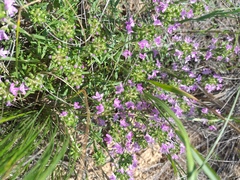 Thymus kirgisorum