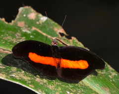 Catonephele acontius acontius