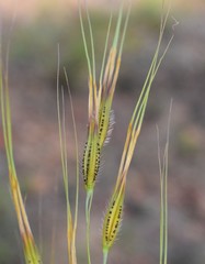Tristachya biseriata