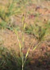 Tristachya biseriata