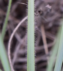 Tristachya biseriata