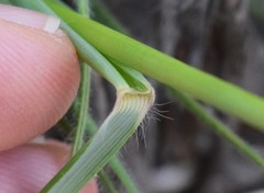 Tristachya biseriata