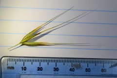 Tristachya biseriata