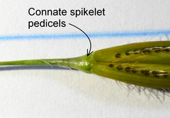 Tristachya biseriata