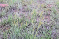 Tristachya biseriata