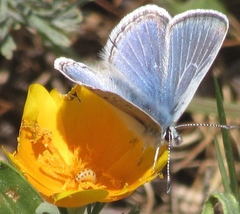 Icaricia icarioides missionensis