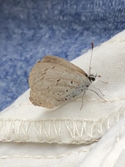 Celastrina ladon