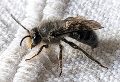 Cadeguala albopilosa