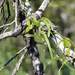 Dioscorea saxatilis - Photo (c) Cesar Ormazabal, alguns direitos reservados (CC BY-NC), enviado por Cesar Ormazabal