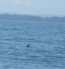 Eudyptula minor iredalei