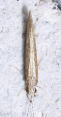 Leptocerus