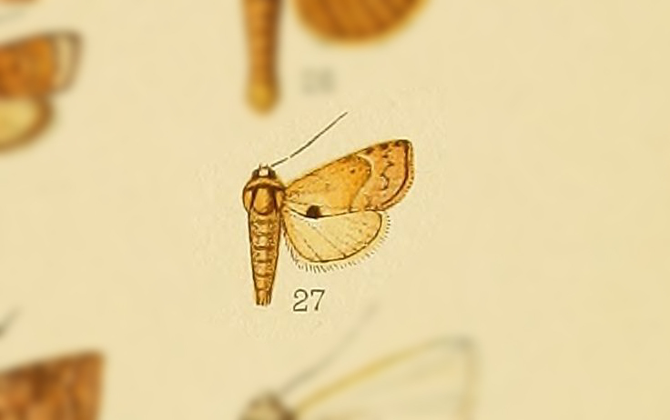 Metaptya