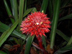Aechmea magdalenae