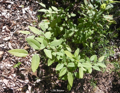 Nothofagus alpina