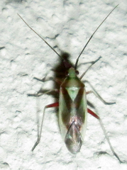 Stenotus