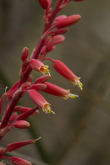 Hesperaloe parviflora