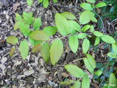 Nothofagus alpina