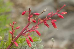 Hesperaloe parviflora