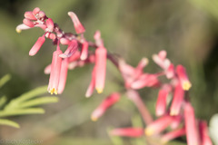 Hesperaloe parviflora