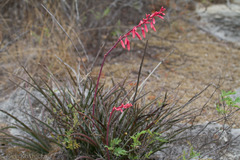 Hesperaloe parviflora