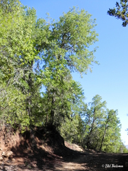 Nothofagus glauca