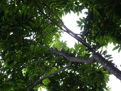 Zanthoxylum martinicense