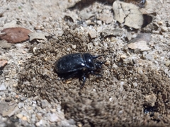 Ceratophyus hoffmannseggi