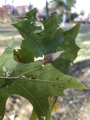 Dryocosmus quercusnotha