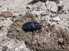 Ceratophyus hoffmannseggi