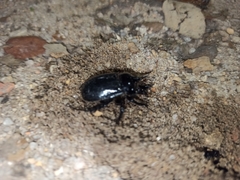 Ceratophyus hoffmannseggi