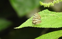 Arawacus meliboeus