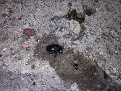 Ceratophyus hoffmannseggi