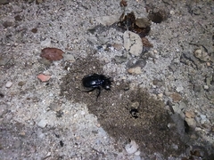 Ceratophyus hoffmannseggi