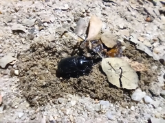 Ceratophyus hoffmannseggi