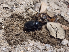 Ceratophyus hoffmannseggi