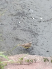 Machetornis rixosa