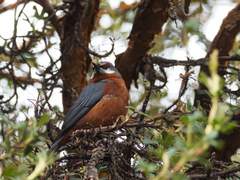 Conirostrum binghami