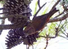 Loxia curvirostra