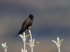 Chalcostigma stanleyi