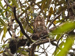 Glaucidium jardinii