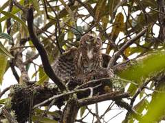 Glaucidium jardinii
