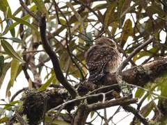 Glaucidium jardinii
