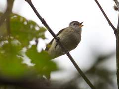 Phyllomyias uropygialis