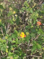 Lantana