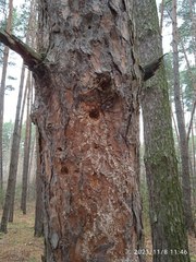 Dryocopus