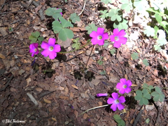 Oxalis arenaria