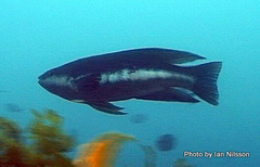 Odax pullus