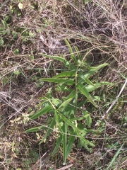 Asclepias asperula capricornu