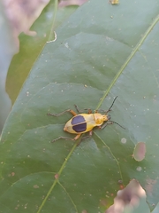 Chauliognathus expansus