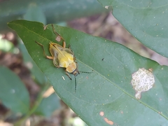 Chauliognathus expansus